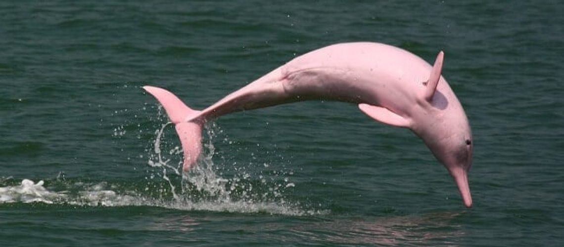 Dauphin Rose : 5 choses que vous ignorez Dauphin Rose : 5 choses que vous ignorez