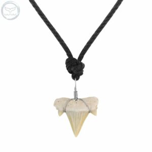 Collier dent de requin fossilisé